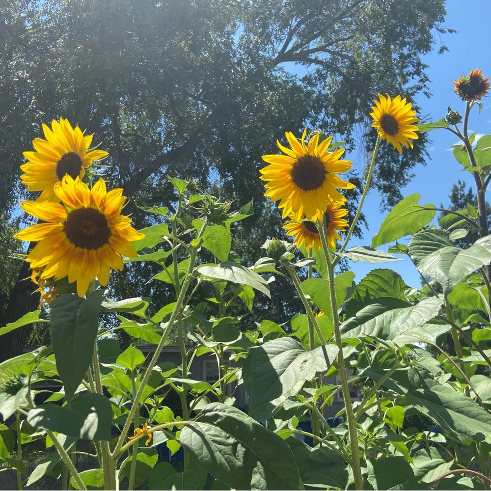 100 Sunflower Seeds 🌻